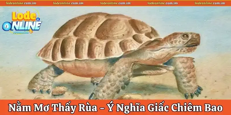 Nằm mơ thấy rùa